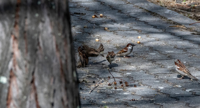 rusty barbed wire on wooden background
