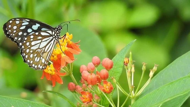 Tiger butterfly on flower. Monarch butterfly feeding on pink flowers. Slow motion. Close Up of a Single Monarch Butterfly on the Pink Bloom of a Butterfly Bush