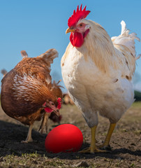 Freiland Huhn und Hahn wundern sich über ihr leuchtend rotes Osterei im Nest