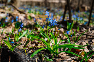 Snowdrop or ordinary snowdrops (Galanthus nivalis) flowers that are confused with a bluebell or spillway or scilla