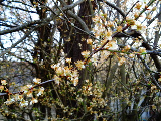 branch of a tree in spring