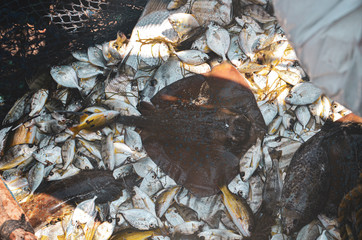 Catch of fresh fish in hull of wooden fishing boat