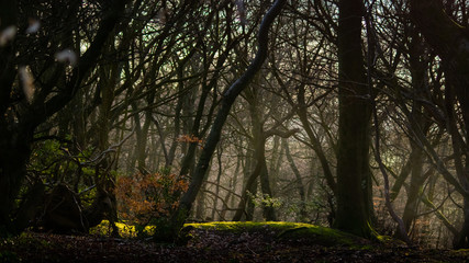 Moody woods with sunny spells trough the branches, spring in the forest in sunny weather, trees on the hill, stragely shaped trees with moss