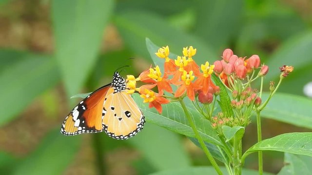 Common Tiger, Danaus genutia, Orange with white and black color pattern on insect wing, Monarch butterfly seeking nectar on flower in the field with natural green background, Thailand