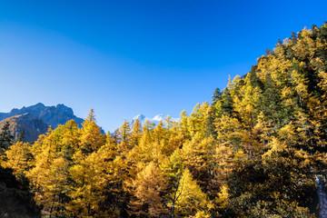 Pine Forest Nature Landscape in autumn. yellow and green pine in the mountains of Yading, China