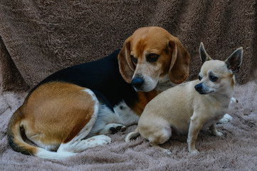 beagle and chihuahua dog on a blanket