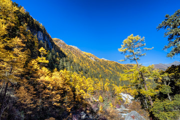 Pine Forest Nature Landscape in autumn. yellow and green pine in the mountains of Yading, China