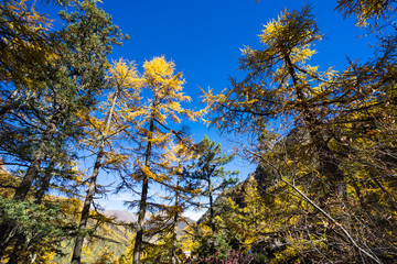 Pine Forest Nature Landscape in autumn. yellow and green pine in the mountains of Yading, China