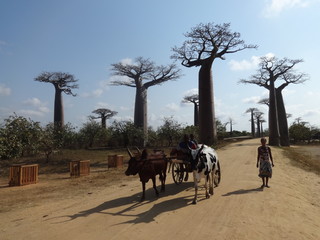 Madagaskar Baobab Allee