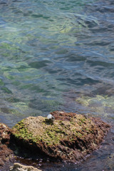 Krabben auf einem Stein an der Küste - Hintergrund
