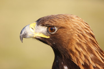Naklejka premium Golden Eagle Headshot