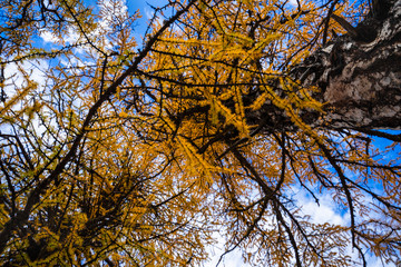 Pine Forest Nature Landscape in autumn. yellow and green pine in the mountains of Yading, China