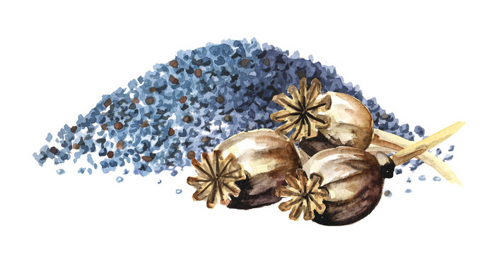 Blue poppy seeds and Dry Poppy  heads. Hand drawn watercolor illustration,  isolated on white background