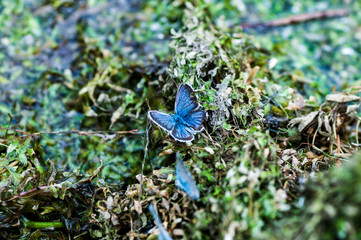 Lycaenidae buterflies on wet soil near the lake at Novosibirsk, Russia