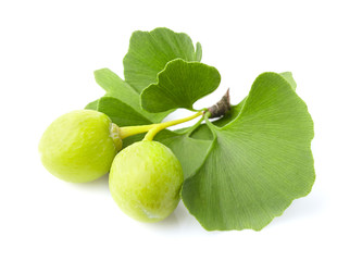 Ginkgo biloba leaves on white background