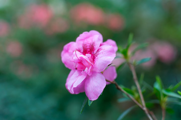 Closeup single beautiful pink flower of Rhododendron