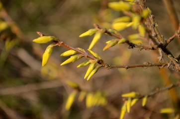 close up of branches with buds and blossoms of yellow forsythia growing on the ground on a sunny spring day on brown background. copy space