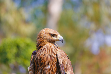 Golden Eagle Headshot