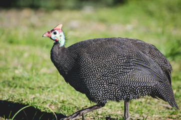 Turkey bird fowl poultry portrait wild domestic