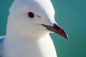 Seagull close-up on isolated background