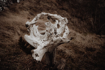 fallen tree roots on dark background