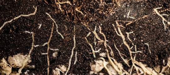 White roots under the soil