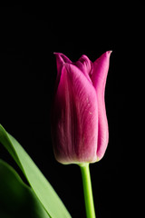 Pink Tulip and green leaf on black background and empty space