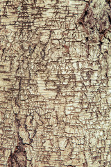 Old natural wooden texture use as natural background for design. Vertical image.