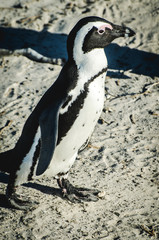 Obraz premium penguin on the beach