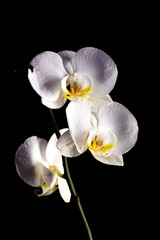 Flowers of orchid on black background 