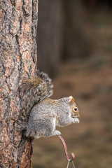 Cute squirrel eating seeds.