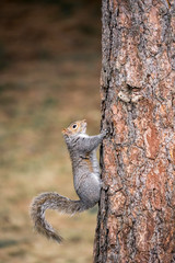 Squirrel clings to tree trunk.