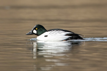 Goldeneye male swimming in water.