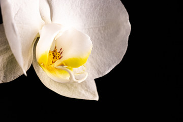 White orchid flower on black background