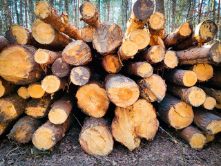 round logs in the forest