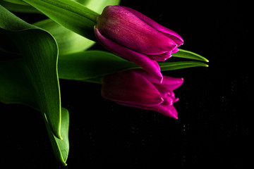 Fototapeta premium Purple Tulip with leaf reflected on a black mirror