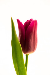 red tulip on white background