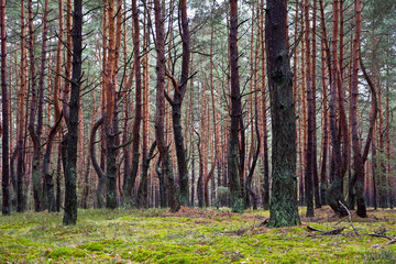 Wet pines forest  in autumn 