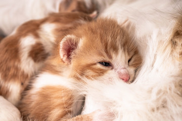 Fototapeta premium Cat with the baby kitten. Mother cat hugging baby affectionately kitten. Baby kitten, first days of life.