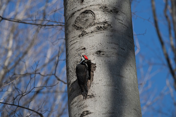 Pileated Woodpecker