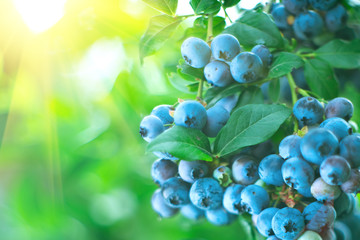 Blueberry. Fresh and ripe organic Blueberries plant growing in a garden. Diet, dieting, healthy vegan food. Blue berry hanging on a branch. Bio, organic healthy food. Agriculture. 