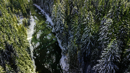 Coniferous pine forest mountain Carpathian mountains aerial photography snow.