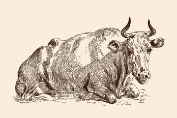 A cow lies on the grass in a pasture. Pencil sketch drawing isolated on a beige background.