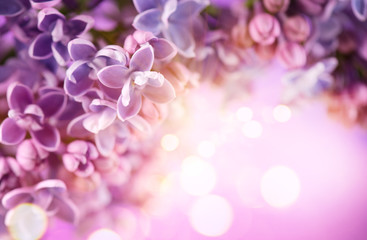 Lilac flowers bunch violet art design background. Beautiful violet color Lilac flower frame...