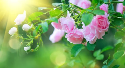 Gordijnen Beautiful pink Rose blooming in summer garden. Roses flowers growing outdoors, nature, blossoming flower art design background. Easter holiday rose bud close-up. Nature, Gardening concept © Subbotina Anna