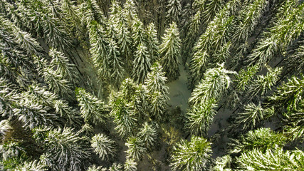 Coniferous pine forest mountain Carpathian mountains aerial photography snow.