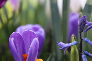  Krokus lila