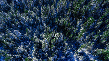 Coniferous pine forest mountain Carpathian mountains aerial photography snow.