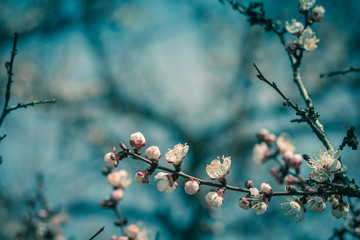 Beautiful floral spring abstract background of nature. Branches of blossoming apricot macro with soft focus on gentle light blue sky or tree background. For easter and spring greeting cards.