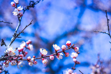 Beautiful floral spring abstract background of nature. Branches of blossoming apricot macro with soft focus on gentle light blue sky or tree background. For easter and spring greeting cards.